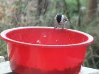DSCF6018.webp