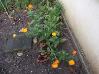 Ringelblumen 26.11..webp