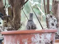DSCF6029.webp