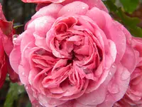 DSCN6774.webp