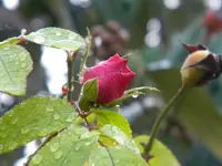 DSCN6770.webp
