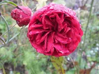 DSCF6328.webp