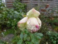 P1850064.webp