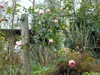 DSCF6343.webp