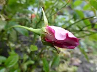P1850068.webp