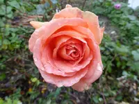 P1850021.webp