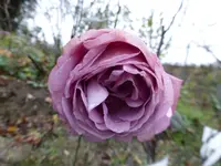P1850030.webp