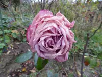 P1850031.webp