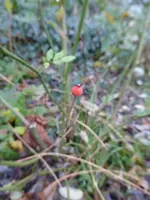 P1850040.webp