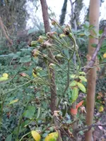 P1850041.webp