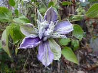 P1850043.webp