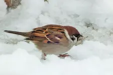 DSCF4731 (2).webp