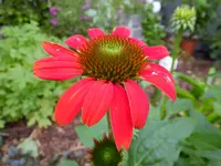 DSCF9066.webp