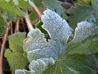 DSCN6726.webp