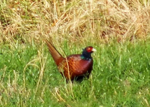 DSCF6152 - Kopie - Kopie.webp
