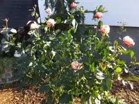 DSCF9207.webp
