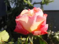 DSCF9208.webp