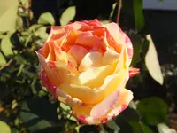 DSCF9209.webp