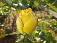 DSCF9213.webp