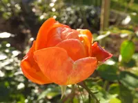 DSCF9214.webp