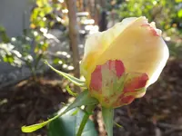 DSCF9223.webp
