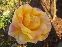DSCF9204.webp