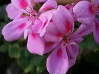 PB280890.webp