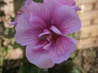 PB280899.webp
