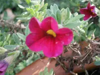 PB280905.webp