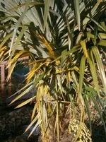 PB280908.webp