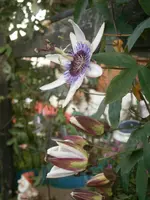 PB280915.webp