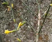 winterjasmin2.webp