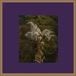 goldstring_cotton.webp