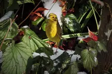 DSCF4742 (2).webp