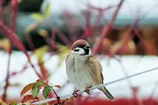 DSCF4795 (2).webp