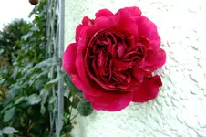 DSCF3118.webp