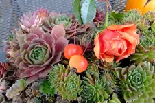 DSCF3124.webp