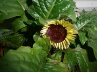 PB290924.webp