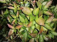 PB290926.webp