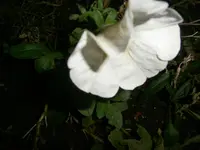 PB290928.webp