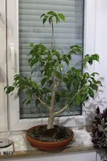 2015_11-ficus.webp