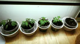 DSCN5902.2.webp