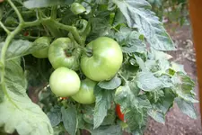 IMG_7955.webp