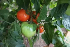 IMG_7954.jpg
