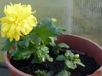 2015.11.29 Chrysanthemen Ableger.webp