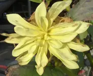 2015.11.29 Dahlienblüte.webp