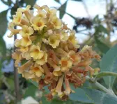 2015.11.29 Schmetterlingsstrauch.webp