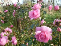 2015.11.29 Rosenblüte.webp