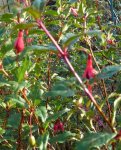 2015.11.29 Winterharte Fuchsie.jpg