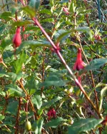 2015.11.29 Winterharte Fuchsie.webp